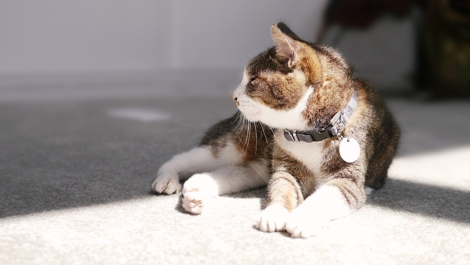 cat in a collar with a medal basking in the sun