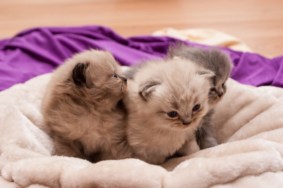 Sweet Cat Babies
