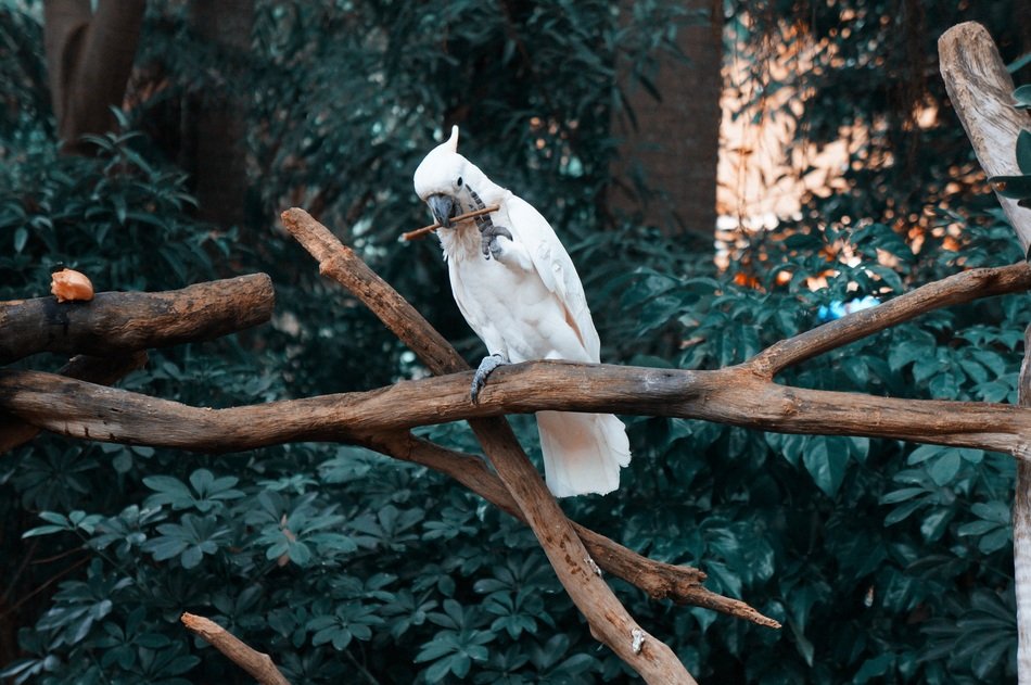 White Parrot Bird
