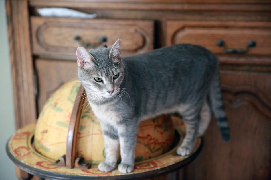 gray cat on globe