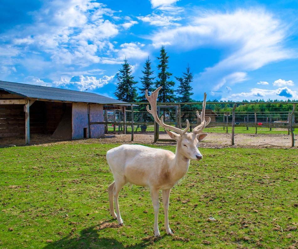 Deer in a nature of Poland