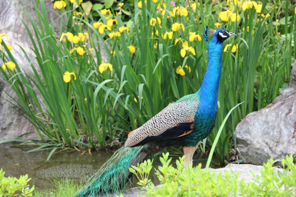peacock near plants with yellow flowers