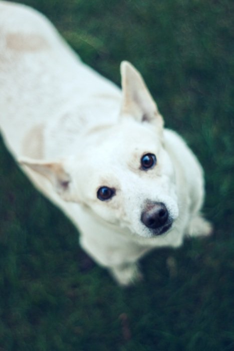 beautiful and amazing White dog