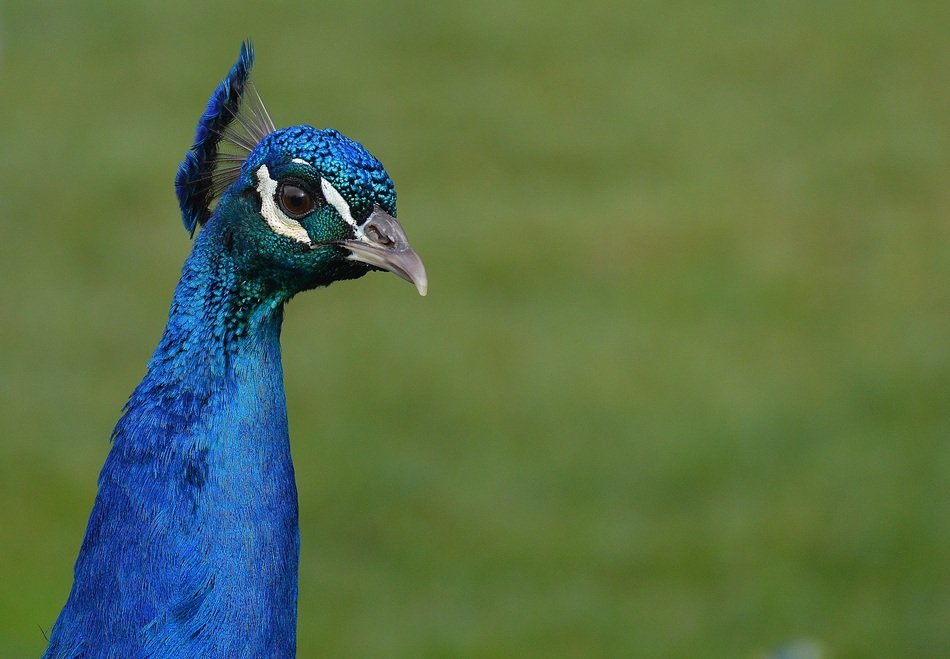 blue headed peacock in nature