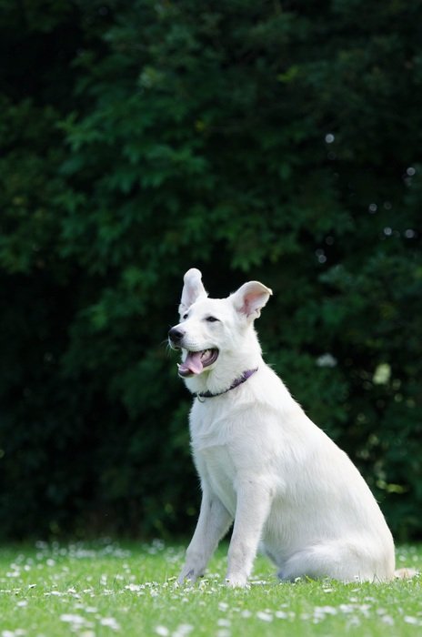 Hybrid White Shepherd