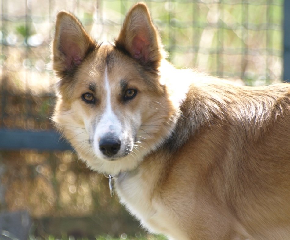 Dog Hybrid Face