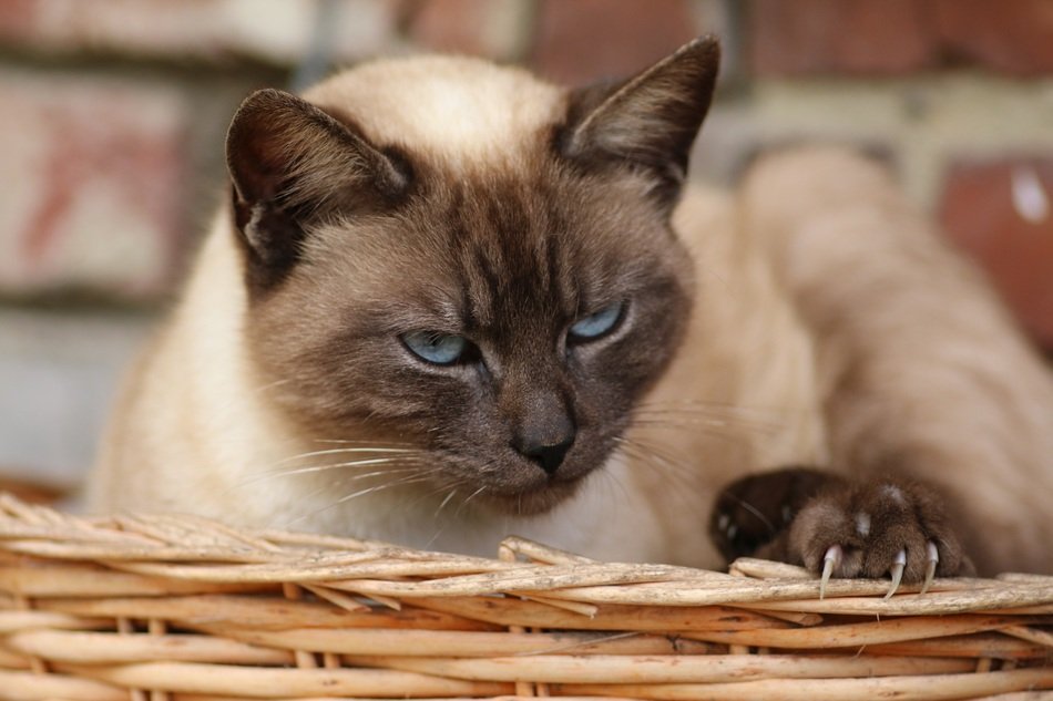 Siamese Cat in a basket