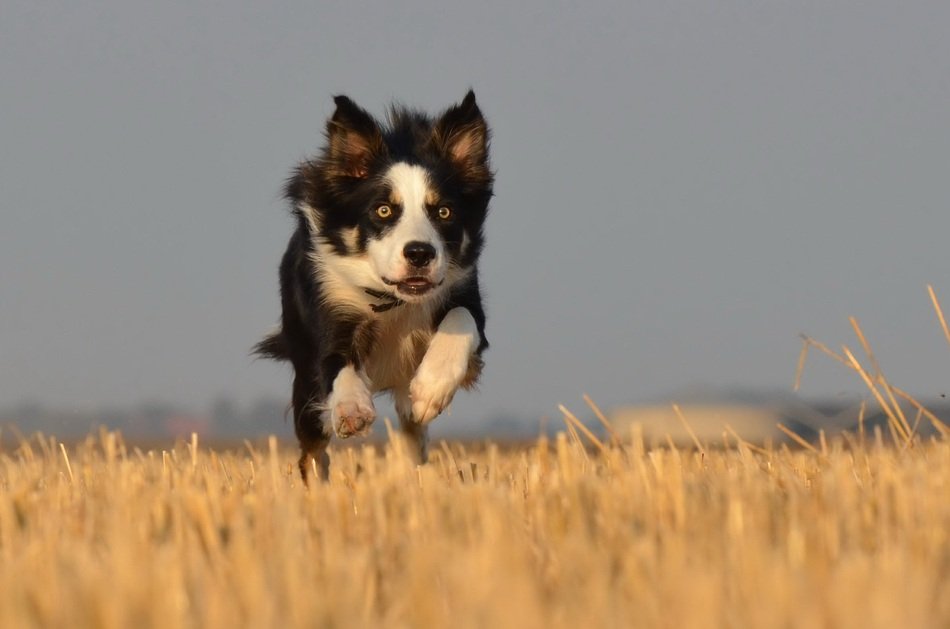 border collie running on the summer field