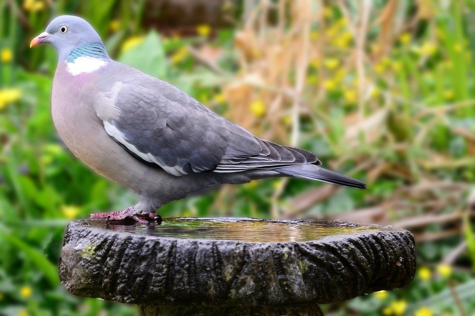 Close-up of the Woodpigeon on blurred background with grass and flowers