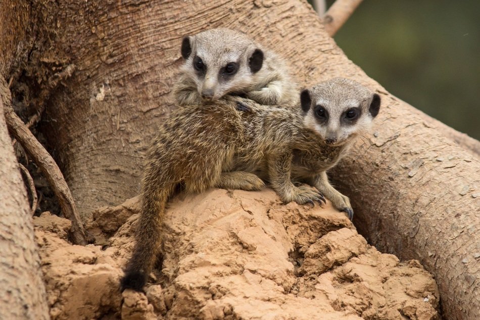 brother and sister meerkats are sitting on a stone