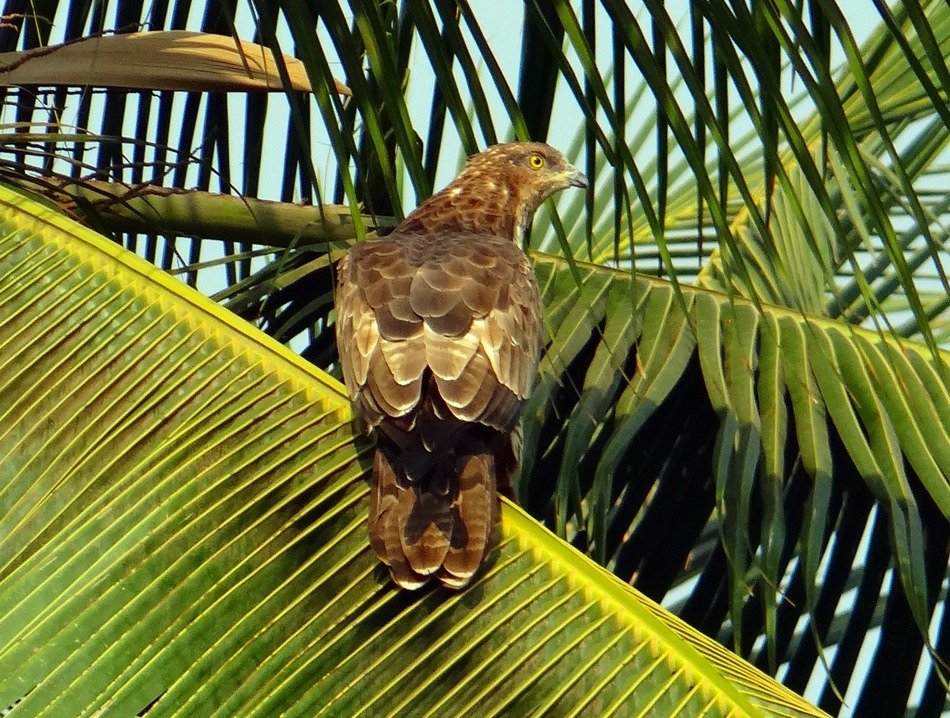 Black Kite Milvus on a branch close-up on a blurred background