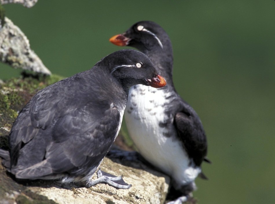 Parakeet auklets on island