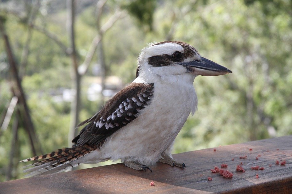 Picture of Dacelo Novaeguineae bird close-up on a blurred background
