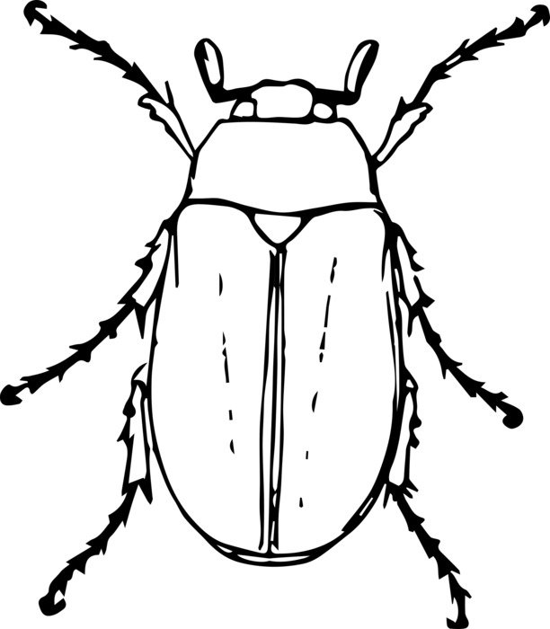 blak and white drawing of a beetle