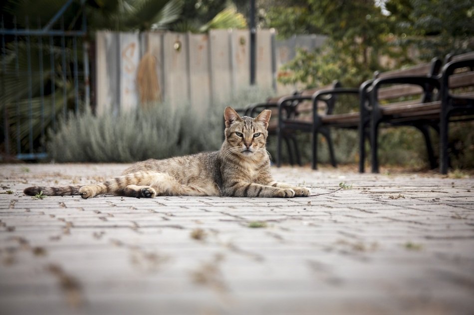 a homeless cat lies on a paved path near the benches