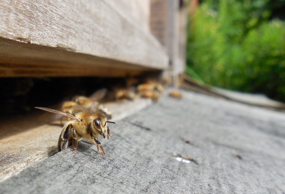 bees near the entrance to the beehive