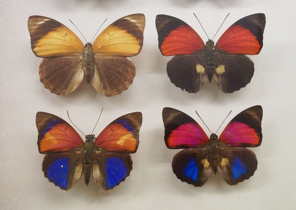 exhibition of butterflies in museum