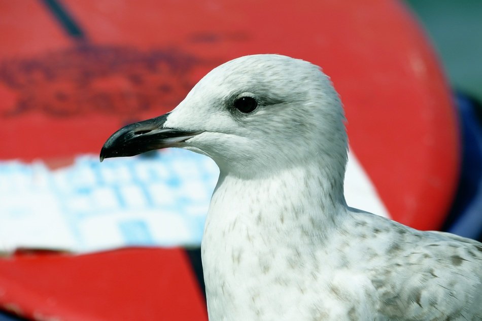 Picture of Seagull Bird