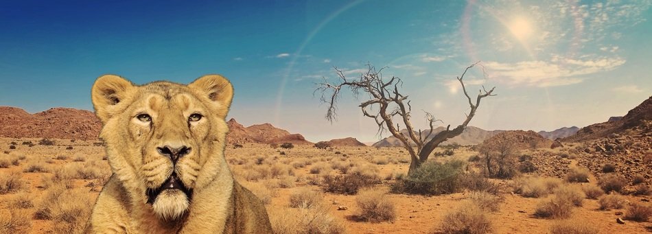 banner with lioness in africa