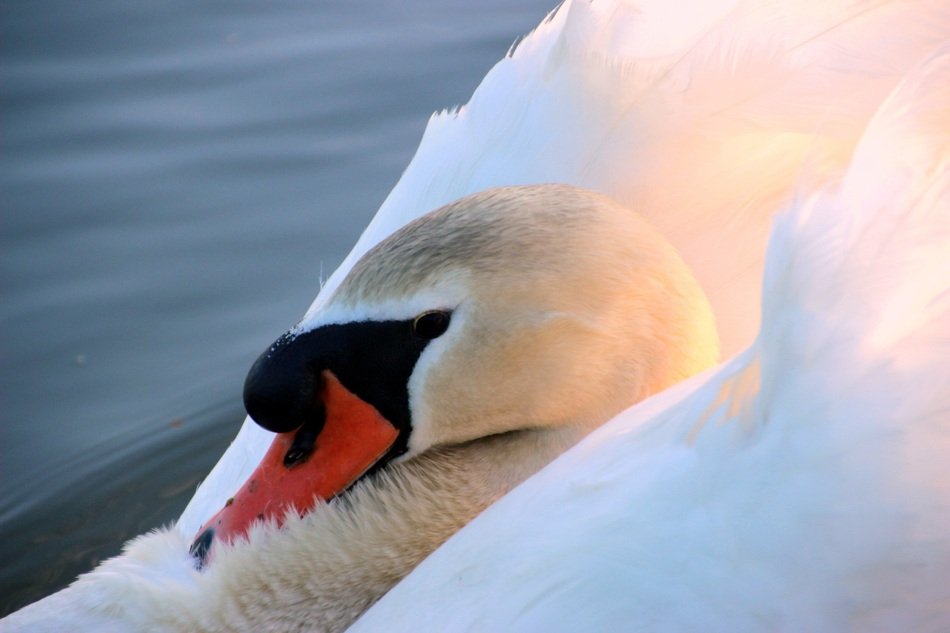 mute swan on the lake at sunset