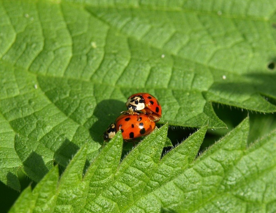 picture of the ladybug's pairing