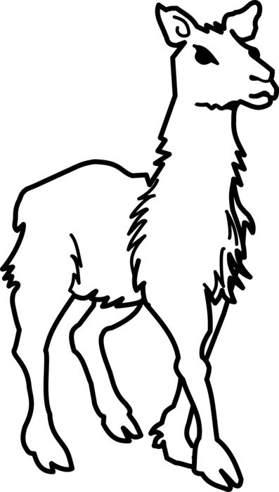 Picture of llama
