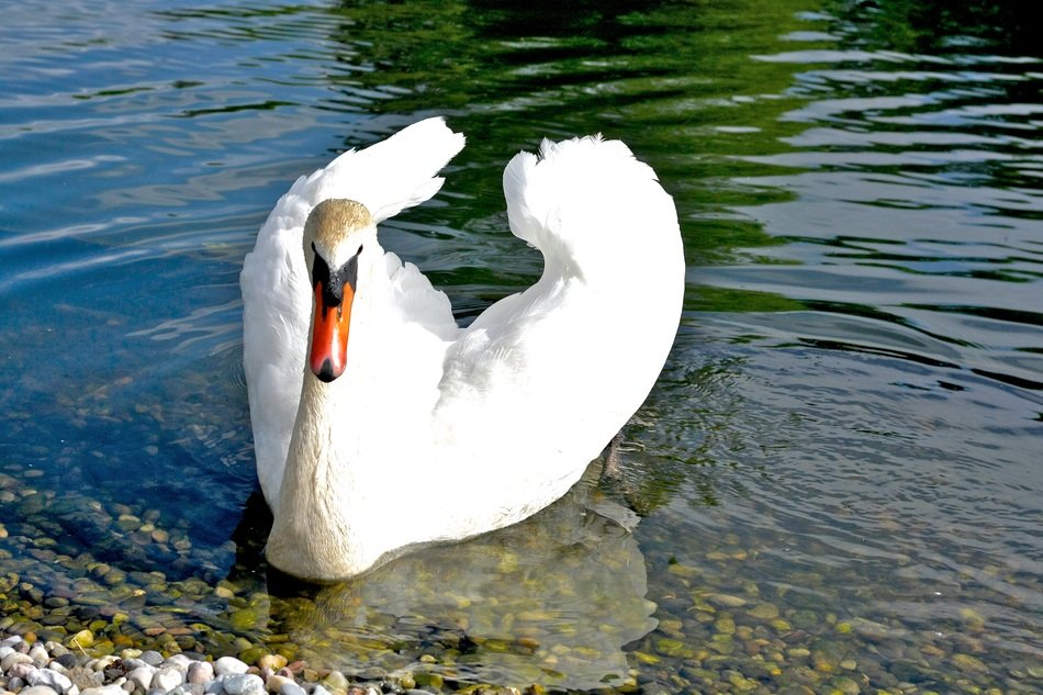 beautiful noble white swan in clear water