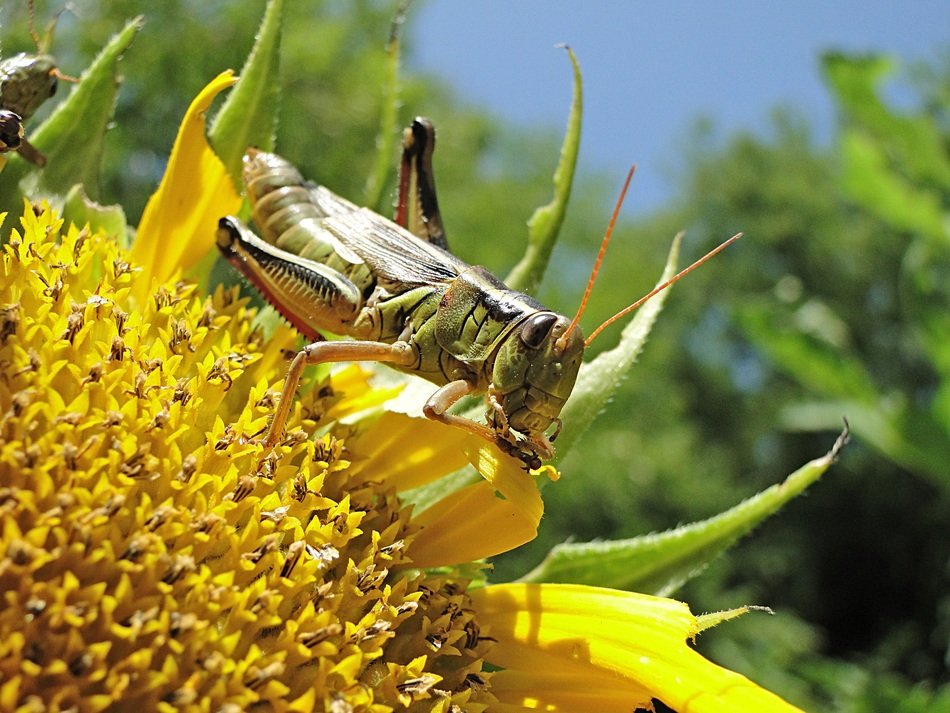 Grasshopper on sunflower