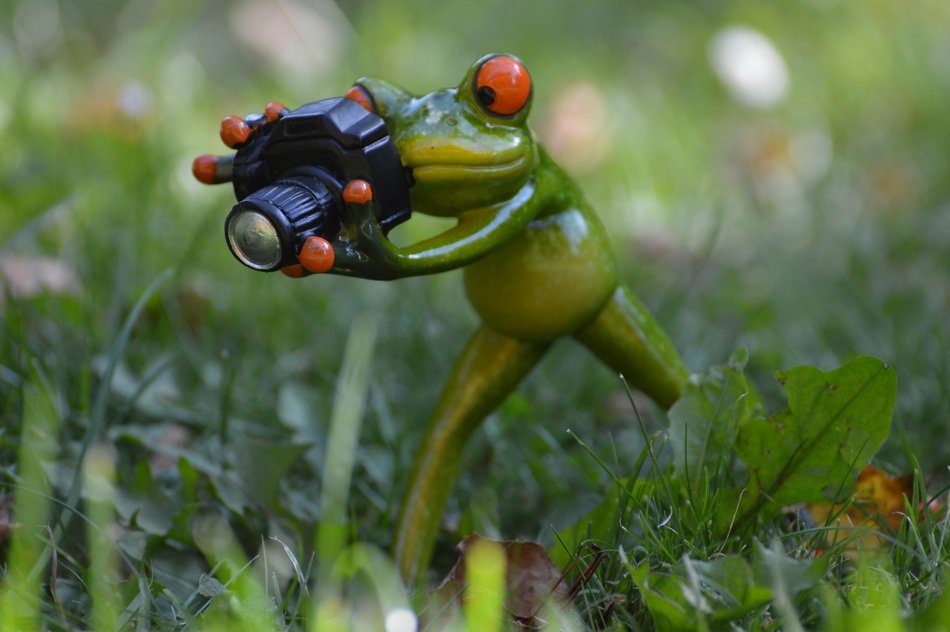frog with camera
