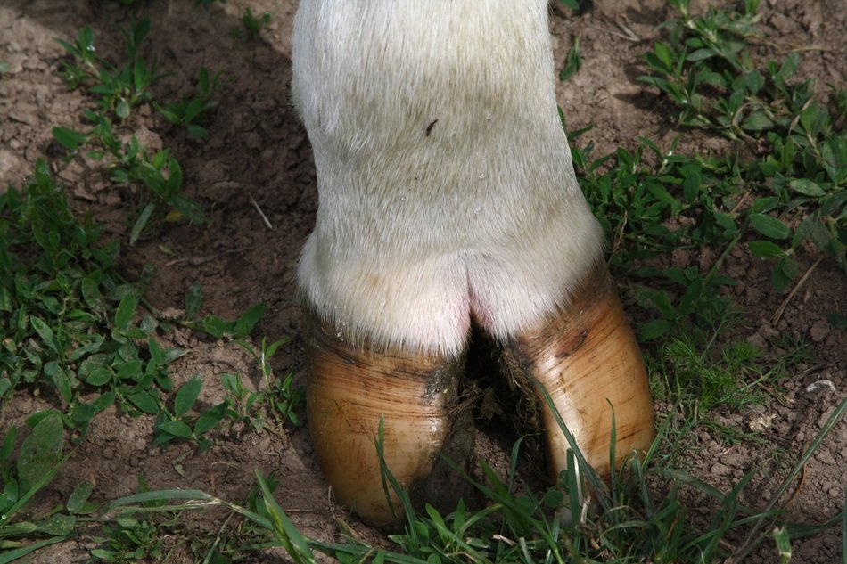 white leg of cow