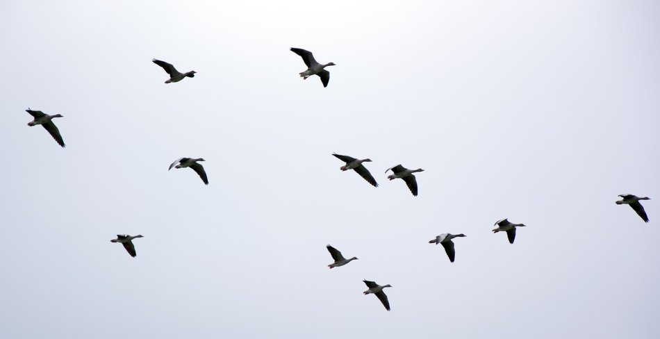 a flock of geese high in the sky