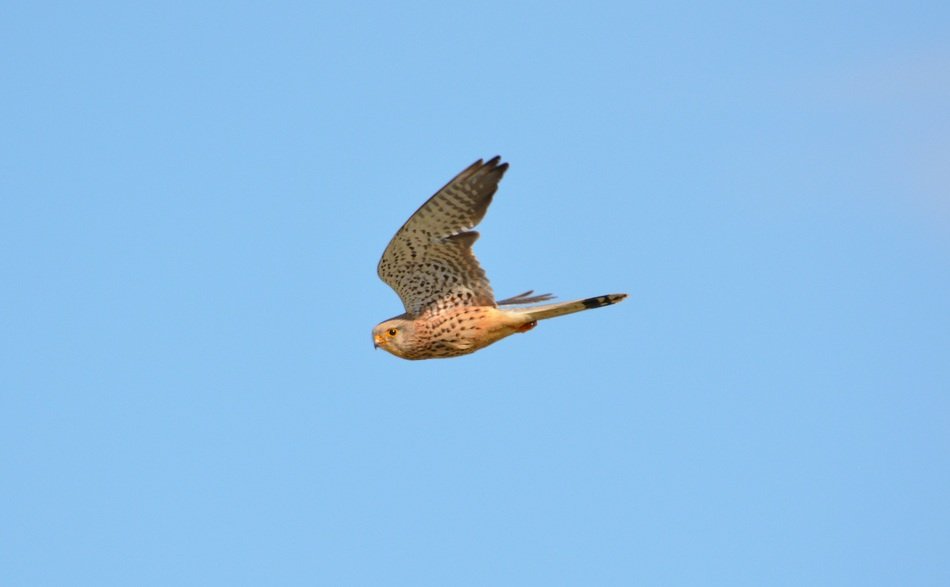 kestrel high in the sky