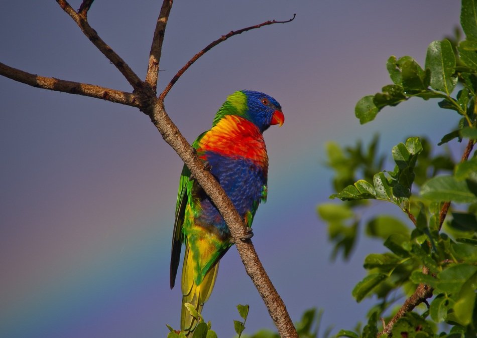 rainbow lorikeet on the rainbow background