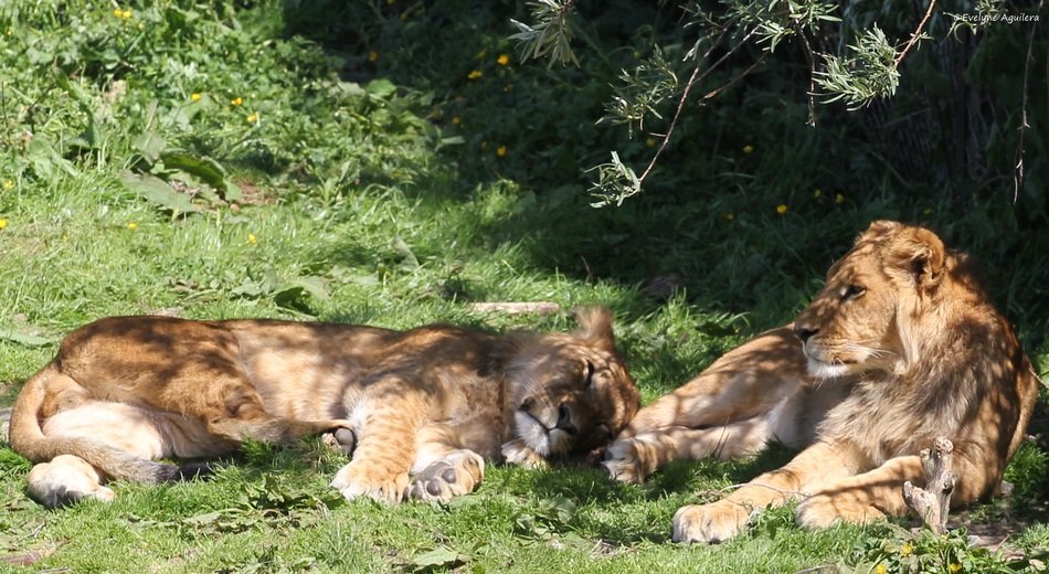 Lioness Couple Rest