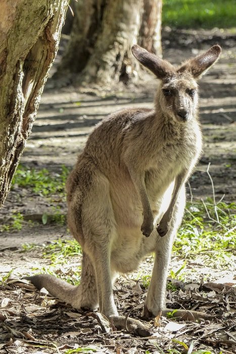 kangaroo standing on the tail