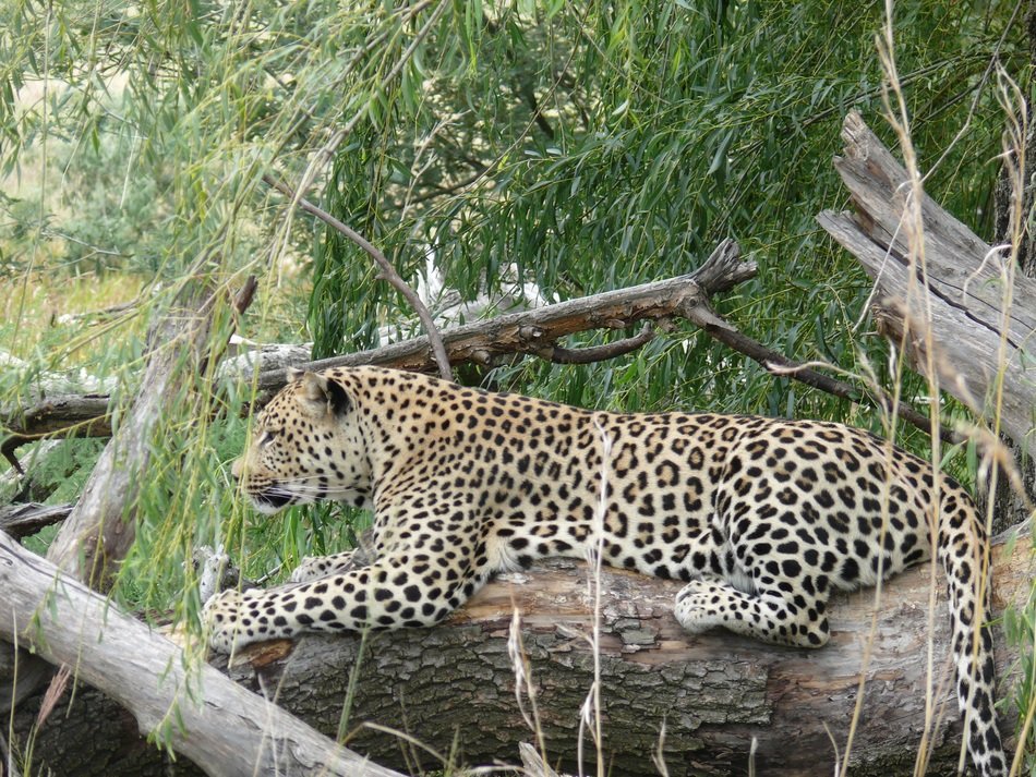 Beautiful and cute Leopard lying on fallen tree trunk