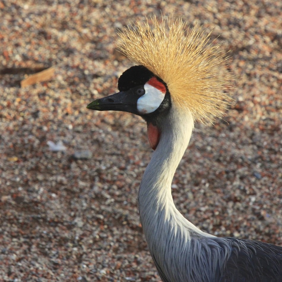 Birds colorful close Portrait