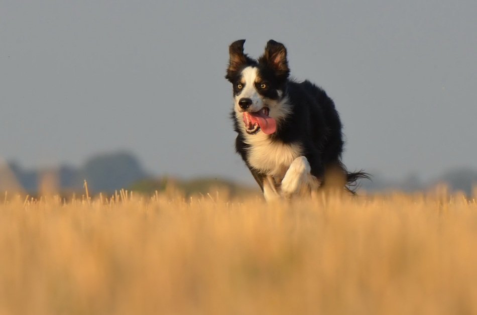frisky border collie