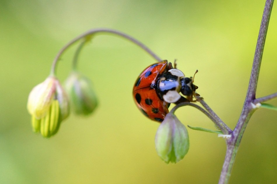 ladybug on the twig close-up on blurred background