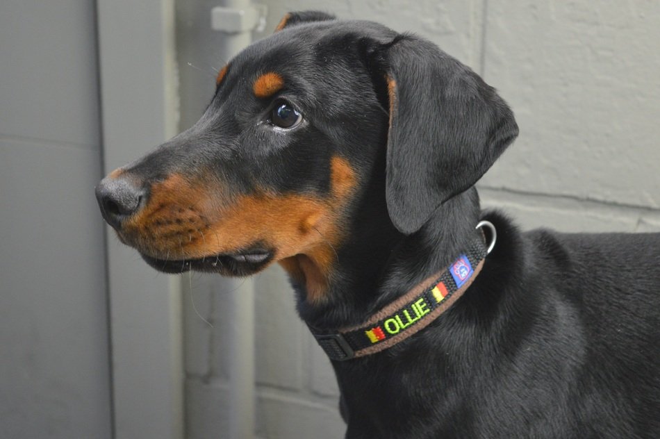 Close-up of the beautiful colorful doberman pinscher with a collar