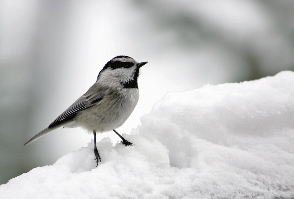 Mountain Chickadee in the snow