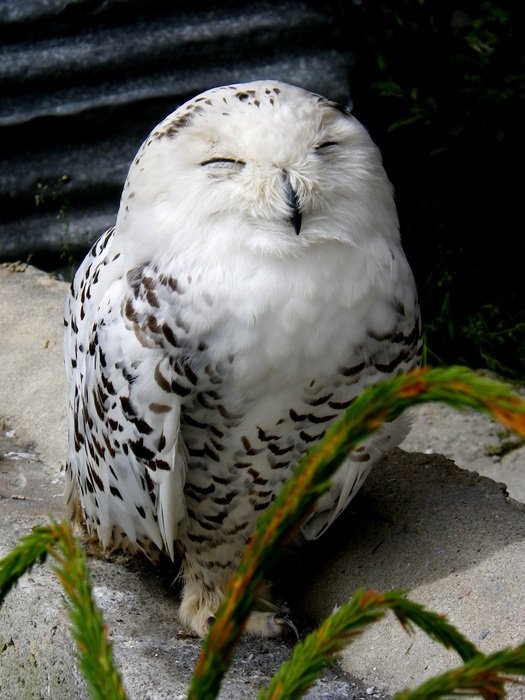 snow owl is sitting on a stone