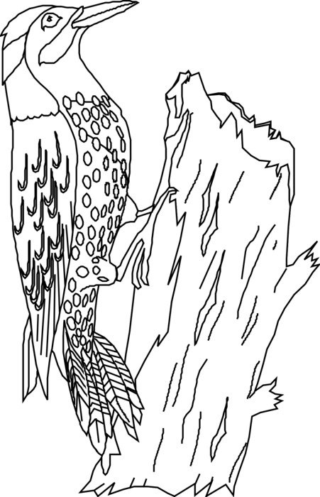 Woodpecker pencil drawing