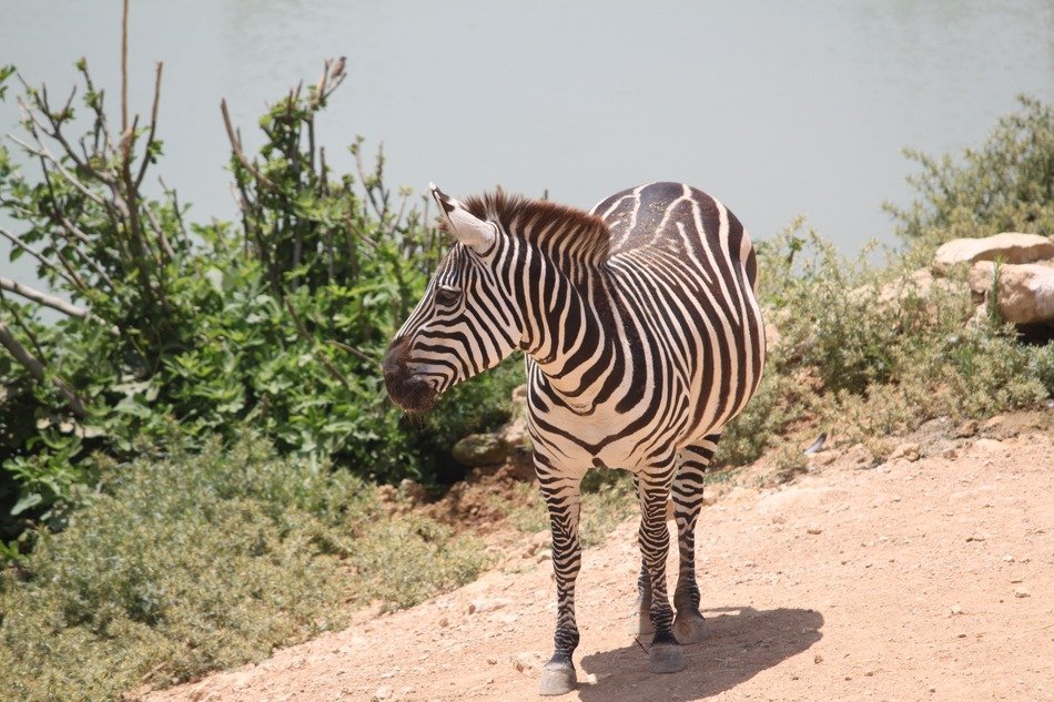 zebra in safari in africa