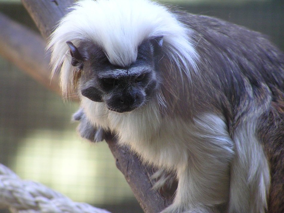 picture of the monkey in the zoo