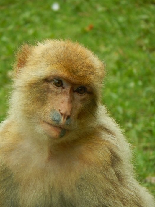 yellow Monkey in Zoo