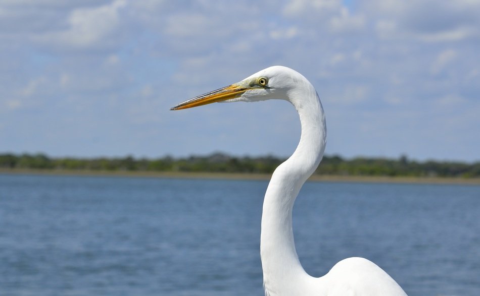 beautiful and amazing White Heron