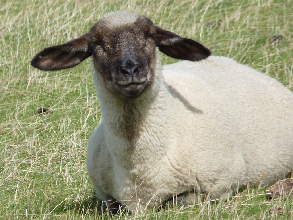 Sheep or Ovis aries