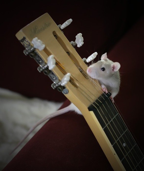 Mouse on the guitar