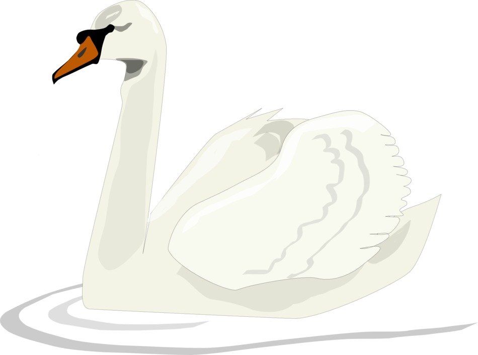 Clipart of Swan Bird